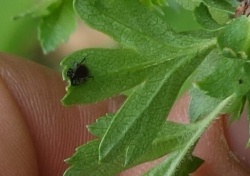 Zecken auf einem Blatt