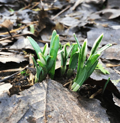 Das wilde Dorf - Frühes Kraut