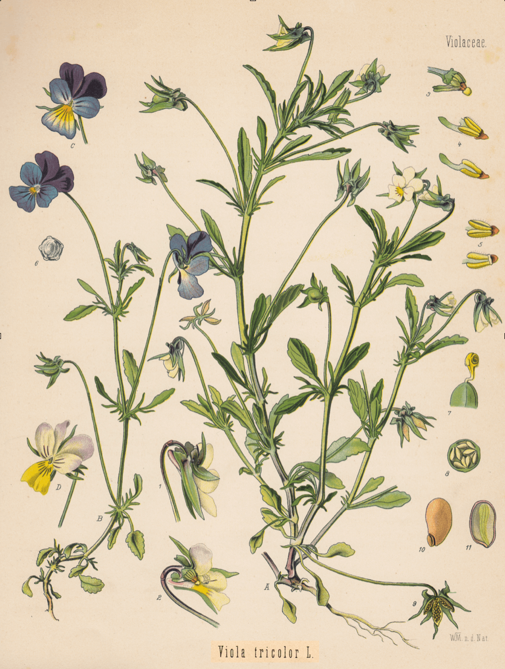 Wildes Stiefmütterchen – Viola tricolor