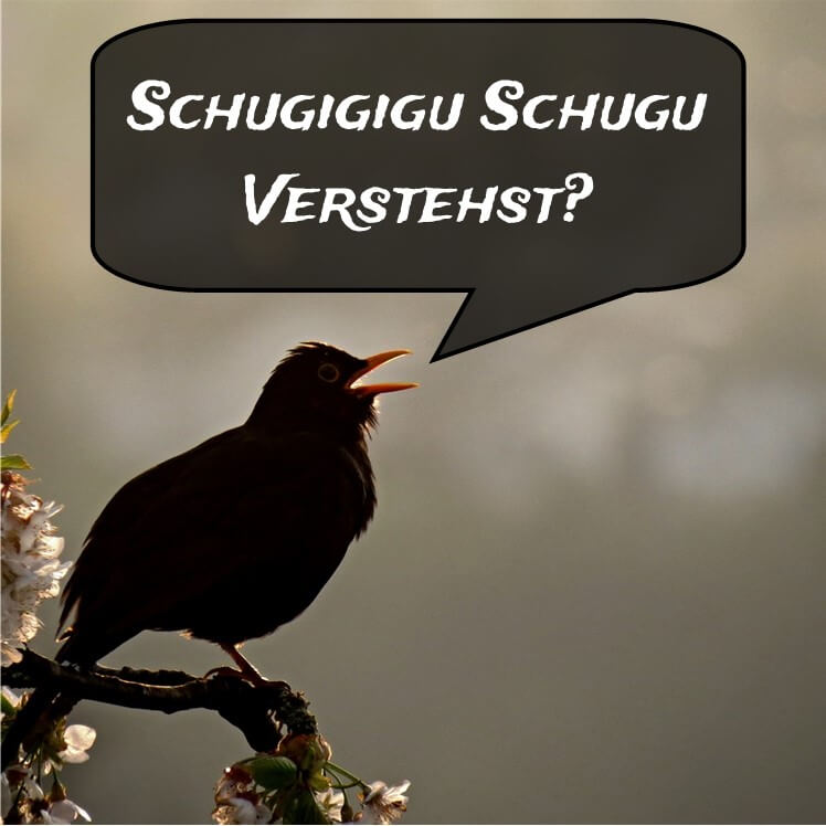 Vogelsprache