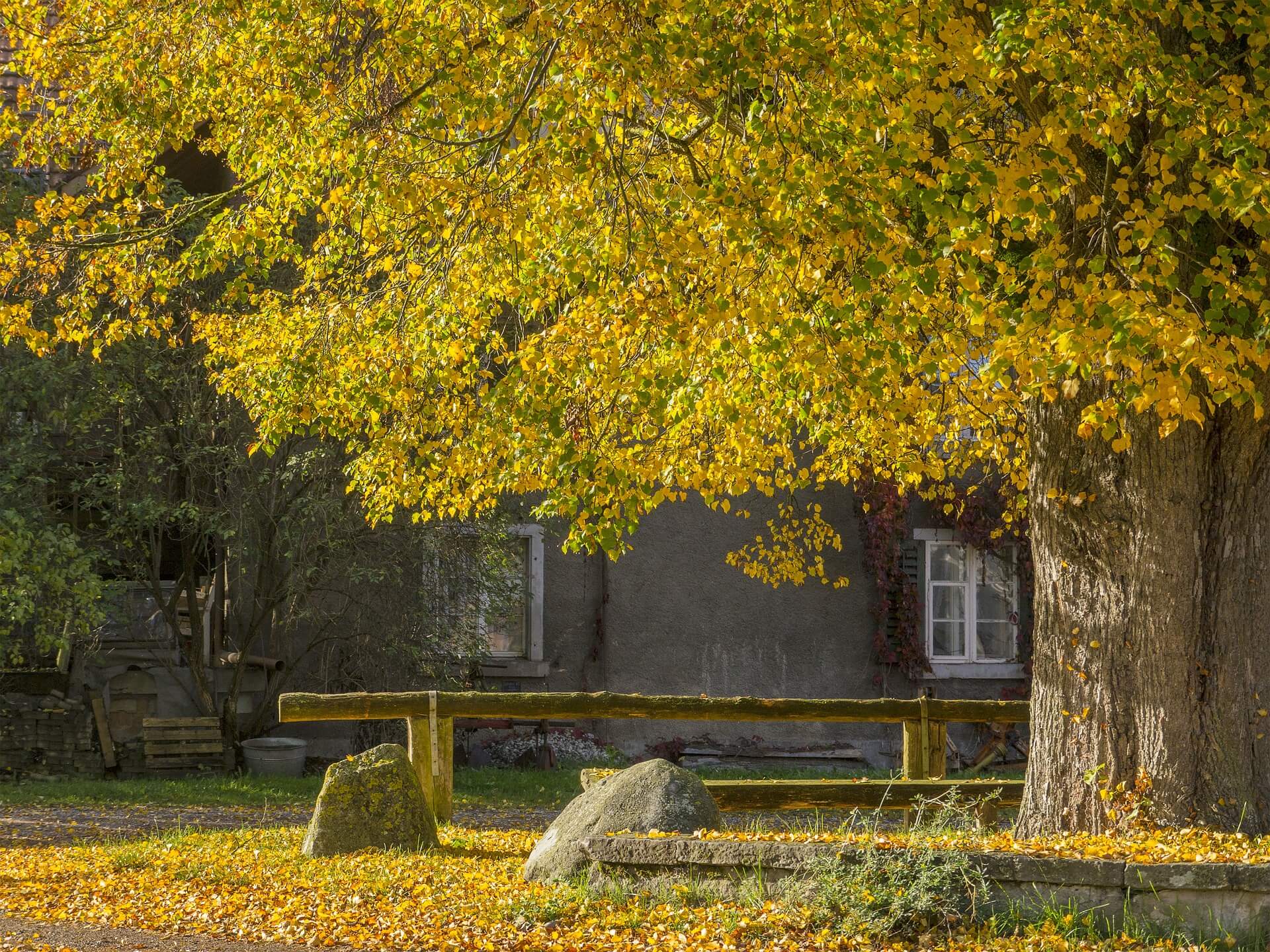 DER BAUM DER LIEBE