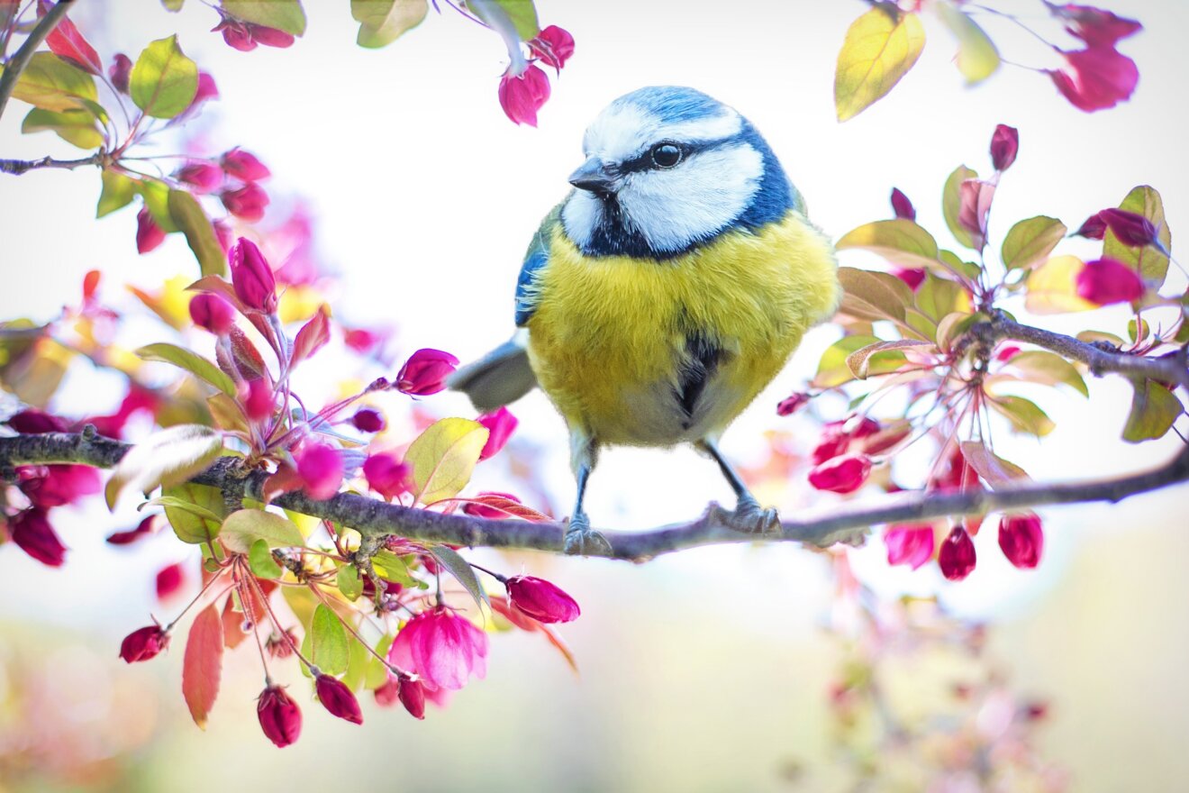 Wunderwelt Wald- Vogelsprache